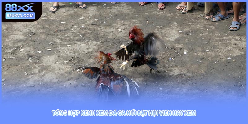 Tổng hợp kênh xem đá gà nổi bật hội viên hay xem